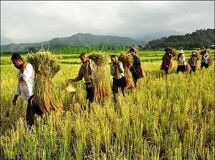 در ۱۰ سال آینده کشاورزی ایران چه وضعیتی خواهد داشت؟