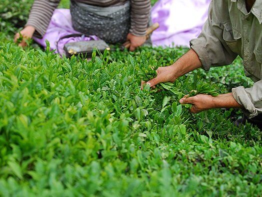 کاهش ۴۵ درصدی صادرات چای ایرانی در دولت روحانی