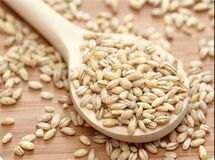 سود ۷۰۰ تومانی دلالان از فروش هر کیلو جو/ قیمت خرید تضمینی جو به نفع دلالان تمام شد