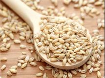 سود ۷۰۰ تومانی دلالان از فروش هر کیلو جو/ قیمت خرید تضمینی جو به نفع دلالان تمام شد