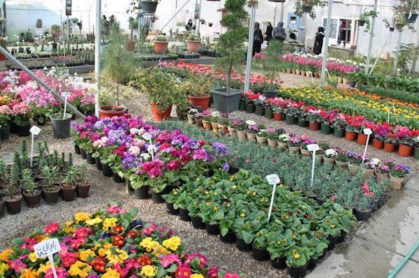 سرانه مصرف گل در کشور ۱۵ شاخه است