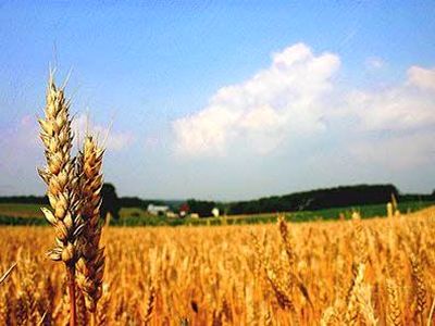 لزوم تخصیص یارانه به کالاهای استراتژیک