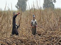 حقوق شهریورماه کارگران هفت تپه در حال پرداخت است