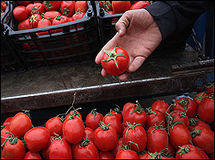قیمت گوجه‌فرنگی حداکثر تا ۲ هفته آینده به تعادل می‌رسد