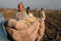واکنش گندمکاران به درخواست دولت برای تحویل گندم/۱۷۰۰ نمی فروشیم!