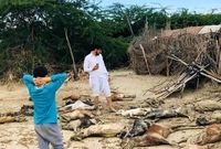 تشکیل ۲۶ اکیپ دامپزشکی در منطقه سیستان