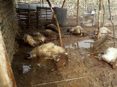 ۶۱۰۰ راس دام در سیل سیستان و بلوچستان تلف شدند