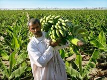 تخریب پایتخت "موز" ایران در سیل سیستان و بلوچستان