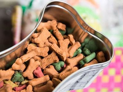 واردات ۳۹ میلیارد تومانی غذای سگ و گربه در ۳۰۰ روز نخست ۹۸