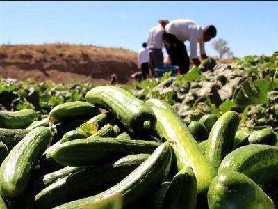 خیار روی دست کشاورزان باد کرد/کاهش قیمت خرید خیار به ۲۰۰ تومان