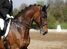 کرونا کاسبی ما را تعطیل کرده است/  از وزارت‌ ورزش و جوانان، مدام با ما تماس می‌گیرند که اجاره‌ات را کی پرداخت میکنی؟