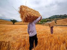 قیمت خرید تضمینی گندم ۲۵۰۰ تومان به ازای هر کیلوگرم تعیین شد