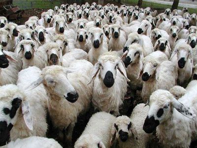 افزایش تعداد دام سبک کشور در فصل زمستان 98