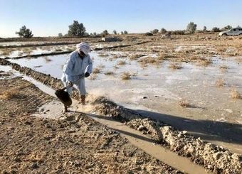 استان سیستان‌وبلوچستان در تولید محصولات کشاورزی رتبه ۱۴ را دارد