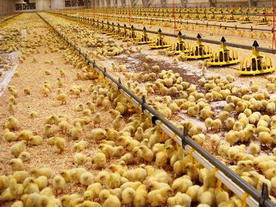 افزایش قیمت مرغ به معدوم‌سازی جوجه‌های یک‌روزه ارتباط دارد
