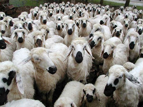گرانی دلار قاچاق دام زنده به عراق را افزایش داد