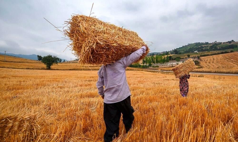 راز از بین رفتن خودکفایی و واردات ۲ میلیون تنی گندم
