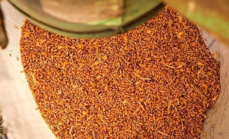  کاهش ۳۱ درصدی واردات نهاده‌های دامی در ۴ ماهه اول سال