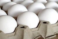 کمبود نهاده‌ها تولید تخم مرغ را کاهش داده/ در صورت تداوم شرایط فعلی مجبور به واردات می‌شویم