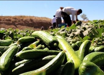 اتفاقی عجیب در یک مزرعه خیار در حاشیه تهران+فیلم