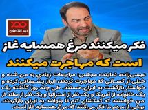 فکر می‌کنند همسایه غاز است که مهاجرت می‌کنند