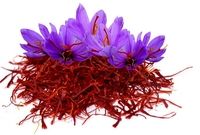 کشاورزان به جای کشت زعفران زمین‌هایشان را برای چرای دامها رها کرده‌اند/ دولت پول کشاورزان را نمی‌دهد