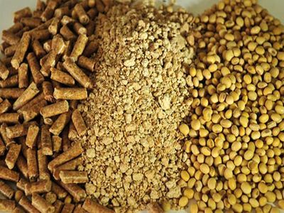 قیمت کنجاله سویا در بازار آزاد به حدود ۱۶ هزار تومان رسیده است