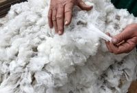  واردات ۷ میلیون دلاری پشم در ۷ ماهه سال ۹۹/ از استرالیا و نیوزلند تا اروگوئه