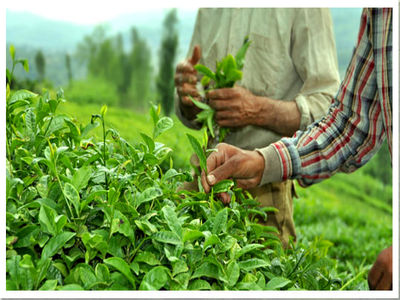 در فروش چای حتما تبانی صورت گرفته است