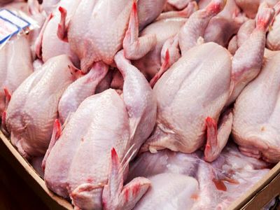 مرغ با قیمت مناسب را از کجا تهیه کنیم؟