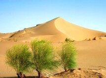 بیابان زایی،آفتی که حیات زراعت و کشاورزی را تهدید می‌کند/اقتصاد روستایی به کدام سو خواهد رفت ؟