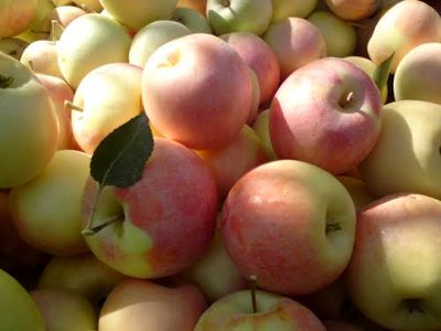 سازمان تعاونی روستایی سیب درختی را کیلویی 350 تومان خرید/ دولت به وارد کنندگان موز تسهیلات می دهد!