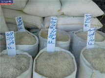 افزایش واردات برنج ربطی به کنترل قاچاق ندارد/ می‌خواهند برنج ایرانی را گران نشان دهند که واردات را افزایش دهند