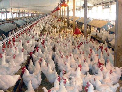 آنفولانزا به صنعت مرغ تخم‌گذار 2 هزار میلیارد تومان خسارت زد