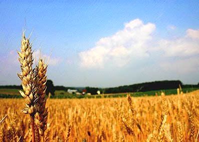 حجم زیادی گندم برای ورود به کشور وارد گمرک شد/ آغاز لابیگری برای واردات محمولههای گندم+ سند