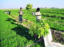 واگذاری سازمان مرکزی تعاون روستایی بر مبنای اصل ۴۴ است