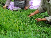 چای خشک از پرداخت مالیات بر ارزش افزوده معاف شد