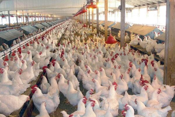 آنفلوانزای پرندگان 17 میلیون قطعه مرغ را تلف کرد