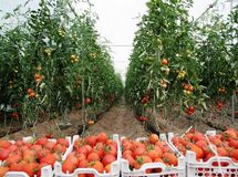 700 هکتار از اراضی گلخانه ای به سرمایه گذاران واگذار شد