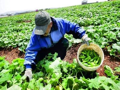 240  دستاورد تحقیقاتی کشاورزی به بخش خصوصی واگذار شد