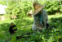 14 میلیاردتومان مطالبه باقیمانده چایکاران پرداخت می شود