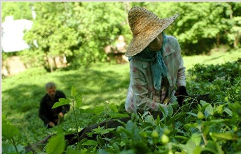 14 میلیاردتومان مطالبه باقیمانده چایکاران پرداخت می شود