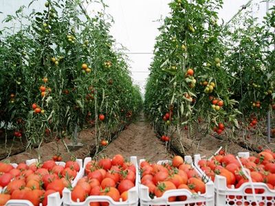 برای  توسعه زیرساخت های شهرک های کشاورزی 400 میلیون دلار نیاز است