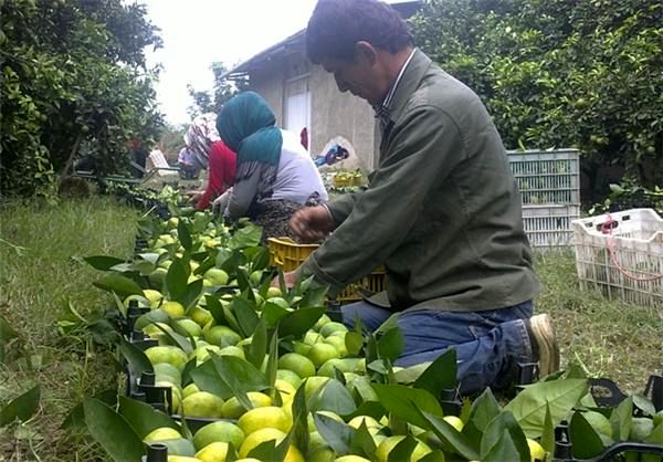 مسئولان صندوق بیمه کشاورزی عملکرد ضعیف خود را به گردن دولت می اندازند/ غرامت پرداختی صندوق بیمه کشاورزی جوابگوی خسارت وارده نیست