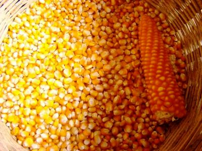 دو ماه است که سهمیه ذرت ما را نمی‌‎دهند