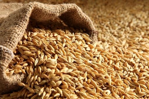 افزایش ۱۵۵ درصدی قیمت جو و گندم طی یکسال