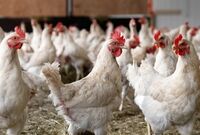  وزارت جهاد کشاورزی مشخص کند مجوز واردات تخم مرغ نطفه دار و جوجه یک روزه را به چه کسانی داده است