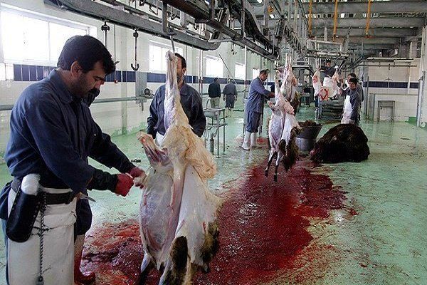 افزایش ۸۸ درصدی کشتار گوسفند و بره در کشتارگاههای کشور طی خرداد ۱۴۰۰