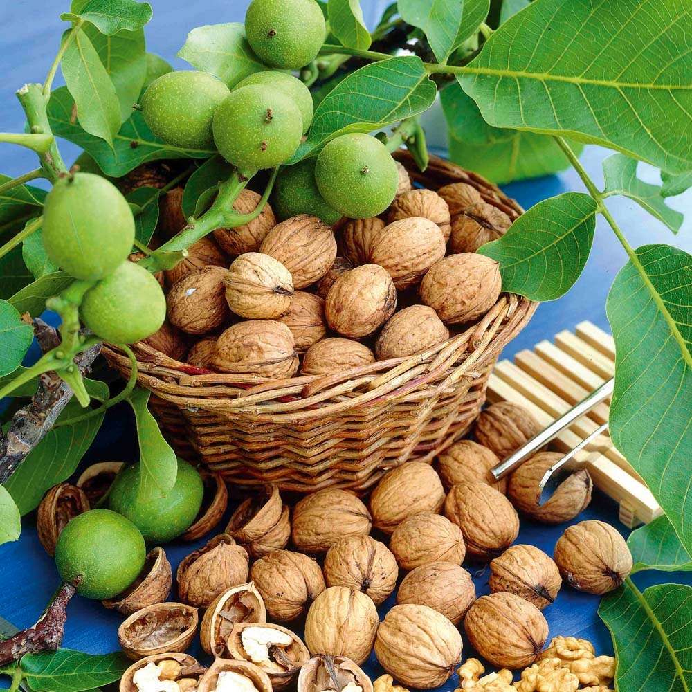 بازار پر از گردوهای اوکراینی و آمریکایی!/ گردوی کیلویی ۱۴۰ هزار تومان، کار دلالهاست