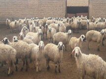گاو و گوسفندهای جوان را صادر نکنید، اینکار منجر به کمبود و گرانی گوشت در آینده خواهد شد